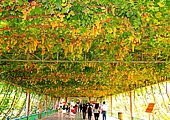 Grape Valley