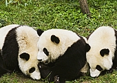 Panda Research Center